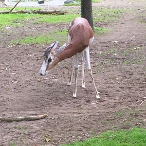 Mhorr gazelle