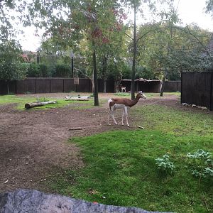 Mhorr gazelle enclosure
