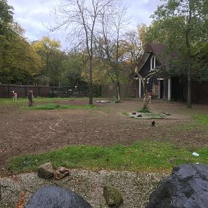 Mhorr gazelle enclosure