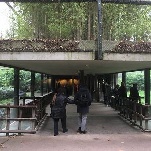 Sumatran tiger viewing area