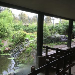 Sumatran tiger enclosure