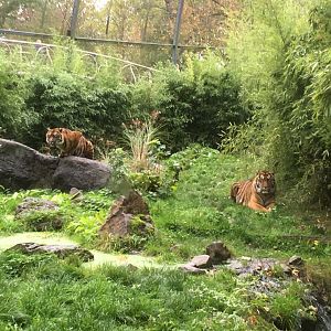 Sumatran tigers