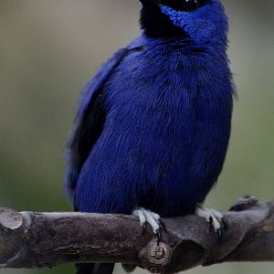 Purple Honeycreeper - Marwell Wildlife 03/11/2018