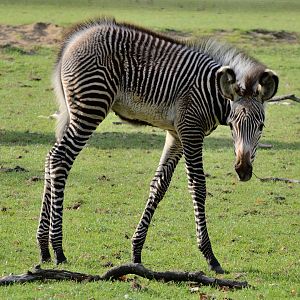 Grevy's Zebra - Marwell Wildlife 03/11/2018