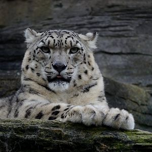 Snow Leopard - Marwell Wildlife 03/11/2018