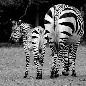 Hartmann's Zebra - Marwell Wildlife 03/11/2018