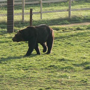 Ussuri Brown Bear - 1 November 2018