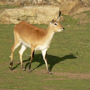 Kafue Lechwe - 1 November 2018