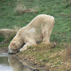 Polar Bear - 1 November 2018