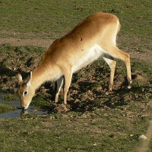 Kafue Lechwe - 1 November 2018