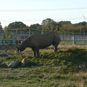 Black Rhinoceros - 1 November 2018