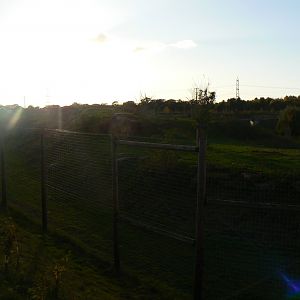 Lion Enclosure in the Sun - 1 November 2018