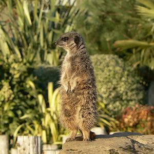 Meerkat - 1 November 2018