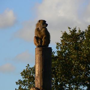 Guinea Baboon - 1 November 2018