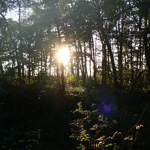 View of Woods - 1 November 2018