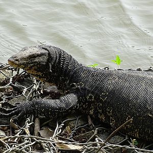 Water monitor