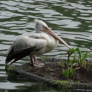 Spot-billed pelican