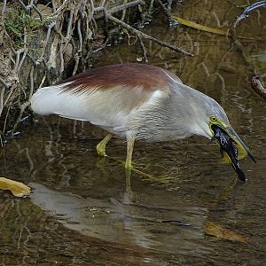 Indian pond heron