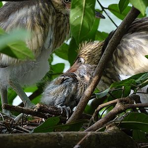 Indian pond heron chicks