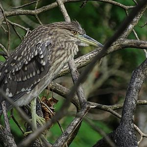 Black-crowned night heron.