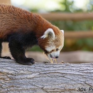 Red Panda