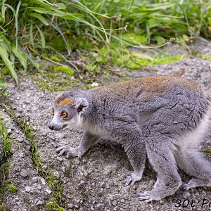 Crowned Lemur
