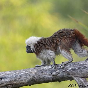 Cotton Top Tamarin