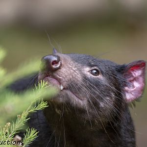 Tasmanian Devil