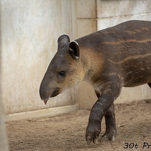 Nearly 4 month old Baird's Tapir
