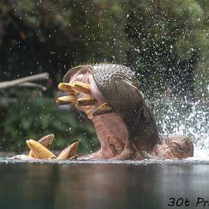 River Hippo opening mouth as he emerges from water