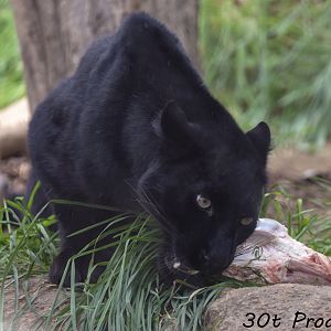 Black Leopard