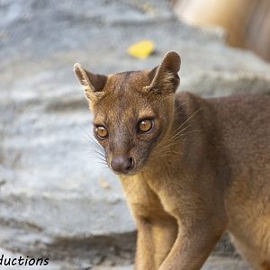 Fossa