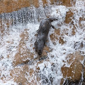 Spotted Necked Otter going down water fall