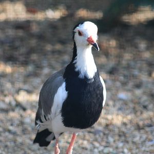 Long-Toed Lapwing