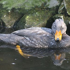 Magellanic Steamer Duck