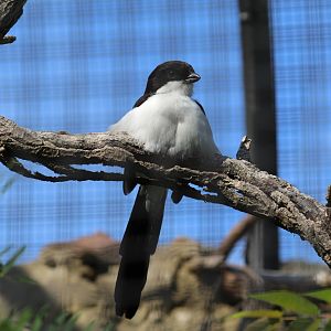 Long-Tailed Fiscal
