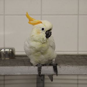 Injured Citron-Crested Cockatoo