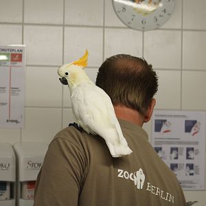Injured Citron-Crested Cockatoo