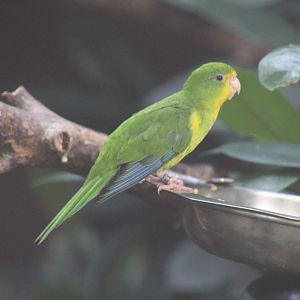 Mountain Parakeet