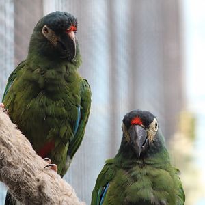Illiger's Macaws