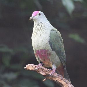 Red-Bellied Fruit-Dove