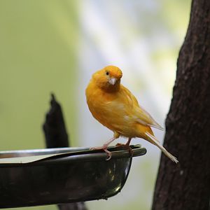 Domestic Canary