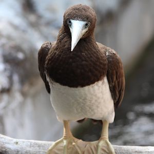 Brown Booby