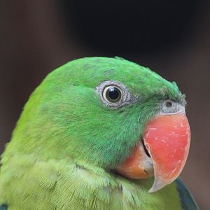 Black-backed Parrot