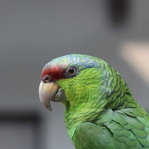 Lilac-crowned Amazon