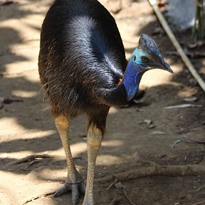 Dwarf Cassowary