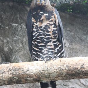 Crowned Eagle