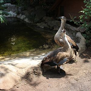 Abyssinian Geese