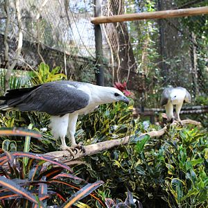 White-bellied Sea-Eagle
