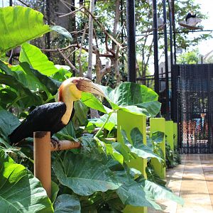 Hornbill Hybrid
